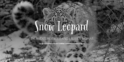 Snow Leopard