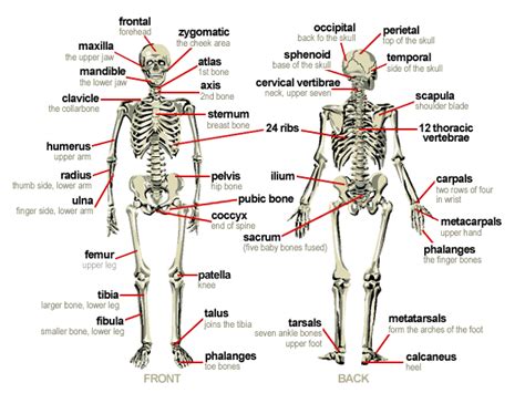 This quiz on human bones is designed to test your knowledge on the location of each individual bone. The Skeletal System - The Musculoskeletal System