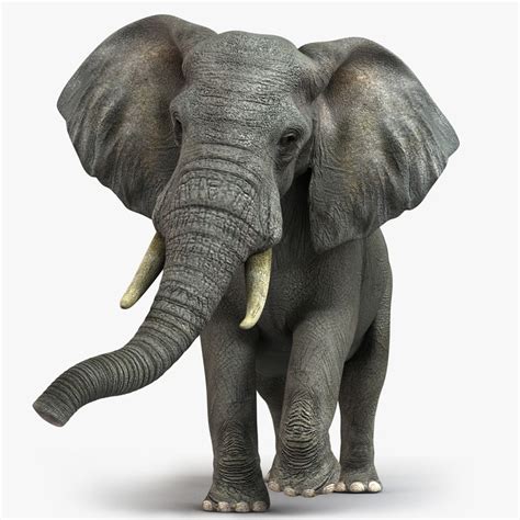 Photorealistic African Elephant 3d Model