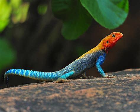 Red Headed Agama Photograph By Tony Beck