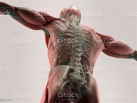 Human Anatomy Detail Of Backspine Bone Structure Muscle Stock Photo