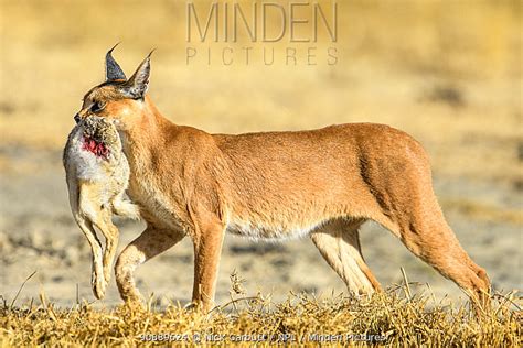 Minden Pictures Caracal Caracal Caracal With Cape Hare Prey