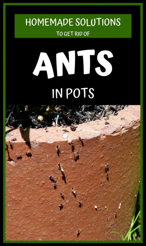 Homemade Solutions To Get Rid Of Ants In Pots Get Rid Of Ants Rid Of