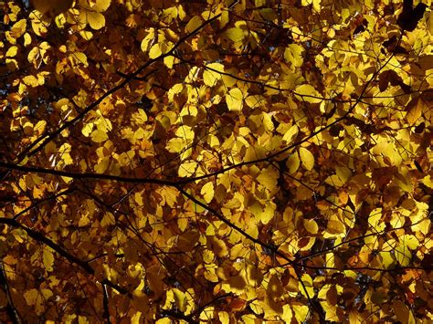 Beechfagus Sylvaticafagusdeciduous Treegolden Autumn Free Image