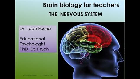 Brain Biology Part 2 The Nervous System For Teachers Dr Jean Fourie