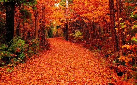 Fall Foliage Pictures Data Src Beautiful Forest In The Fall X Download Hd