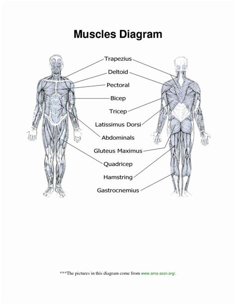Inspiring printable worksheets muscle anatomy printable images. Muscle Anatomy Chart Luxury Muscle Anatomy Worksheet Human ...
