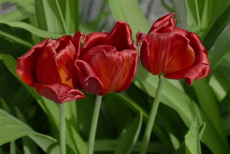Tulipanes Rojos Foto And Bild Blumen Tulpen Natur Bilder Auf