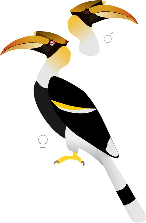 Hornbill Clipart Transparent Great Hornbill Male And Female Png
