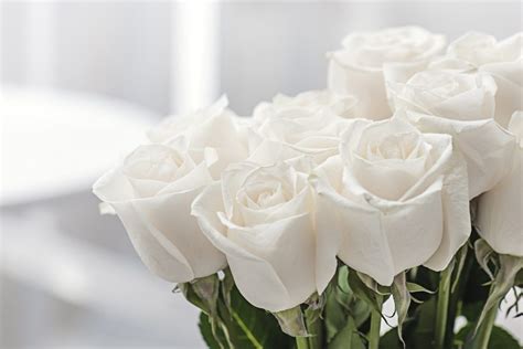 Check spelling or type a new query. 7 Popular Sympathy Flowers and Their Meanings - Funeral Basics