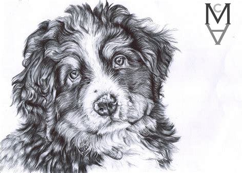 Puppy Biro Drawing Bernese Mountain Dog By Sarah Mca Art On Deviantart