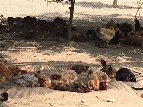 The chicken feeds that are most accepted by the farmers are reviewed here. Lunch to enjoy at Uncle Rani Organic Chicken Farm - Hooi ...