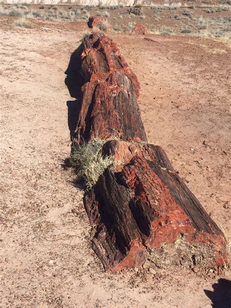 Camping: 27+ Camping Near Petrified Forest Az Pictures