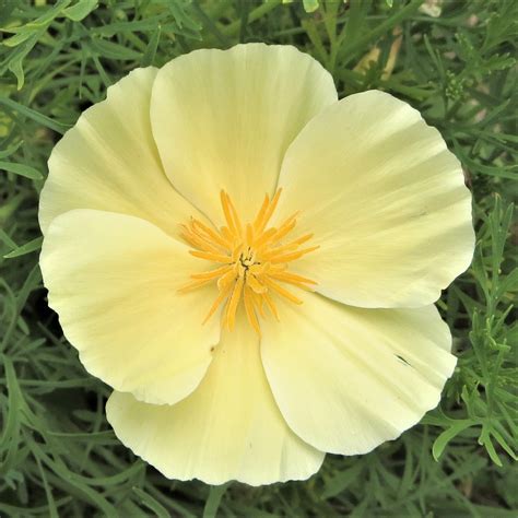 Wikipedia article about poppy seed on wikipedia. California Poppy Seeds - Alba | Flower Seeds in Packets ...