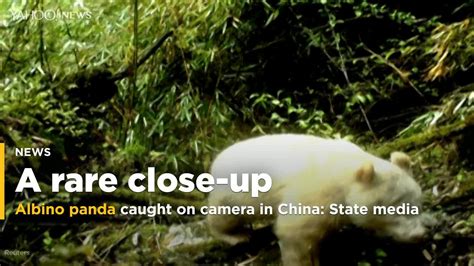 State Media Rare Albino Panda Caught On Camera In China Video