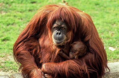 Sumatran Orangutan Pongo Abelii 1 Photograph By Photostock Israel