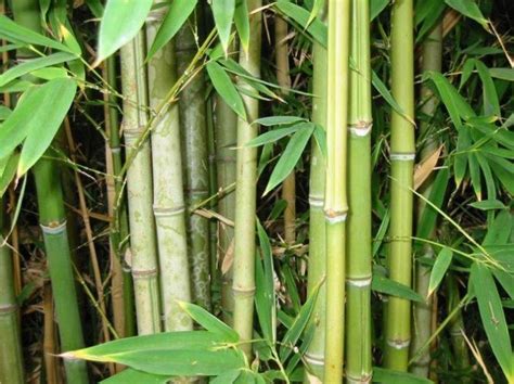 Тропічні злаки бамбук і цукровий очерет