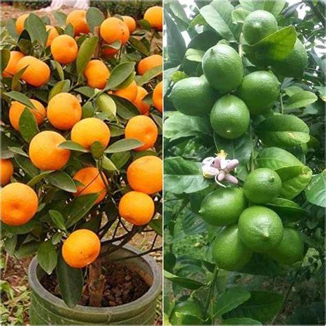 All Seasons Orange Rare Grafted Chinese Bush Orange And All Time