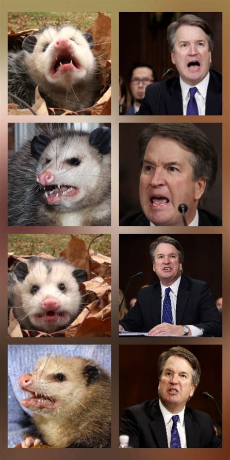 the official definitive superfluous brett kavanaugh thread lavender room slowtwitch forums