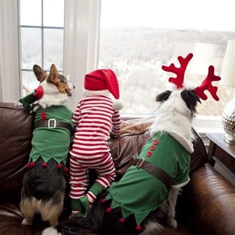20 Christmas Cards Ideas For Your Pets Brit Co