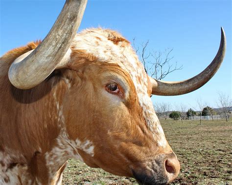 Texas Longhorn Cattle Closeup Photograph By Terry Fleckney