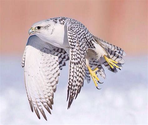 White Falcon Raubvögel Vögel Falken