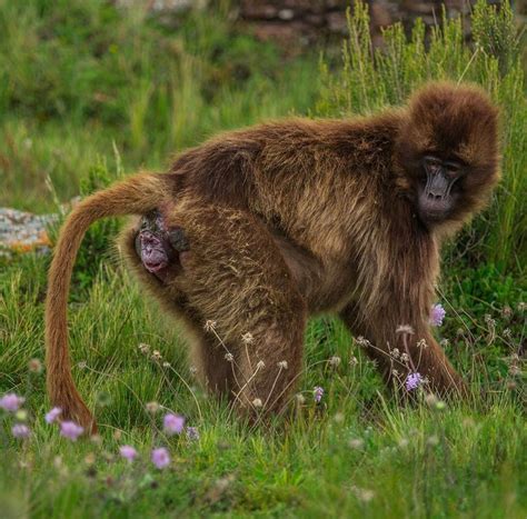 Gelada monkey giving birth on the Ethiopian highlands. : natureismetal