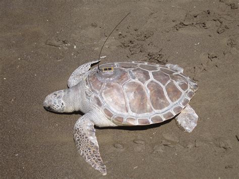 Identifying Sea Turtle Species Turtles And Tides