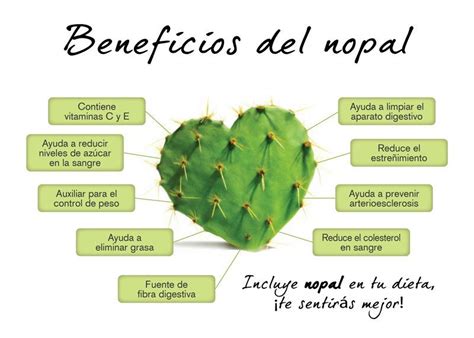 Beneficio Del Nopal Beneficios Del Nopal Nopal Frutas Y Verduras