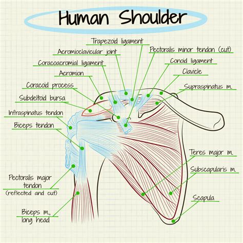 Rounded Shoulder And How You Can Fix It Omg Tampa Bay
