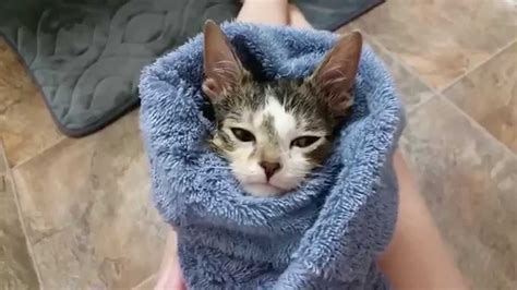 Purrito Kitten After Bath Youtube