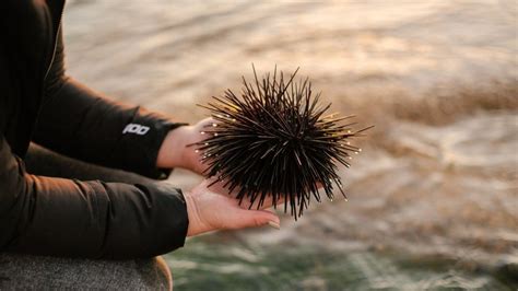 Long Spined Sea Urchin Great Southern Reef