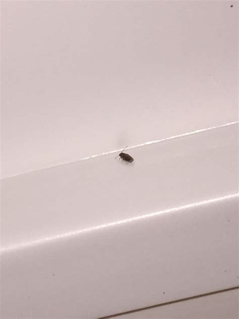 Small Black Bugs Around Windowsill What Are They Ask Extension