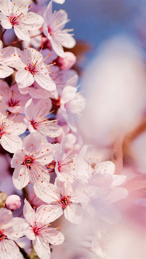 Japanese Cherry Blossom Wallpapers Top Free Japanese