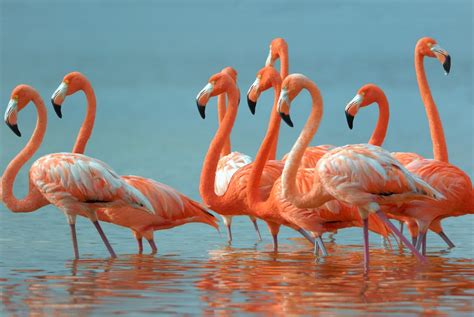 A Beautiful Swarm Of Pink Flamingos Is Flocking To This Surprising Beach