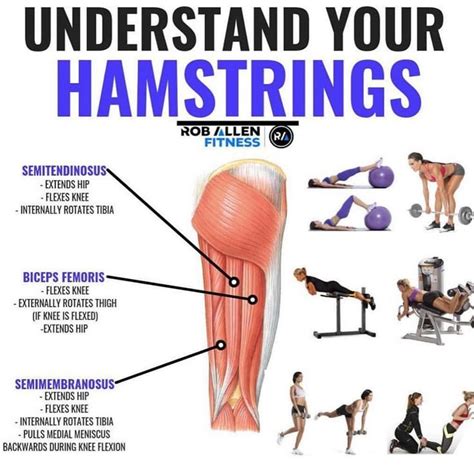 Hamstrings Workout Improve Hamstring Strength And Hamstring Workout