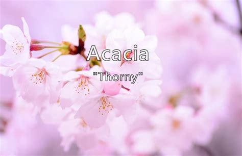 Acacia What Does The Girl Name Acacia Mean Name Image