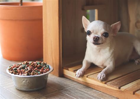 The Best Dog Food For Chihuahuas In 2024 Dogtime