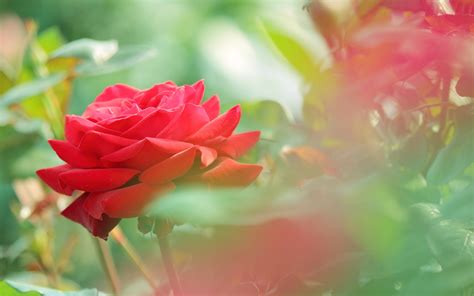 Wallpaper Flower Rose Love 42 Pictures