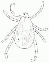 Insects Tick Coloring Fun sketch template