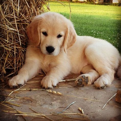 Check spelling or type a new query. cute golden retriever puppies - Golden Retreivers Photo ...