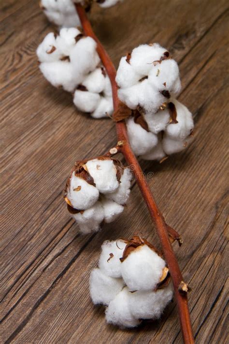 Cotton Plant Stock Image Image Of Macro Textile Fluffy 30754085