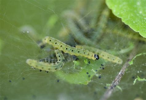 Little Green Caterpillars Stock Photo Image Of Beautifu 74370170