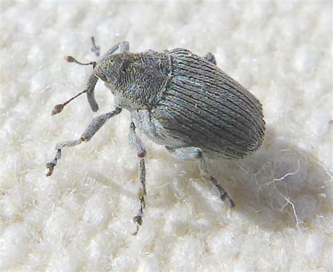 Small Gray Weevil Ceutorhynchus Rapae Bugguidenet