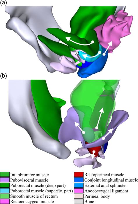 The Sphincters Of The Hindgut A Relation Between The Puborectal Download Scientific Diagram