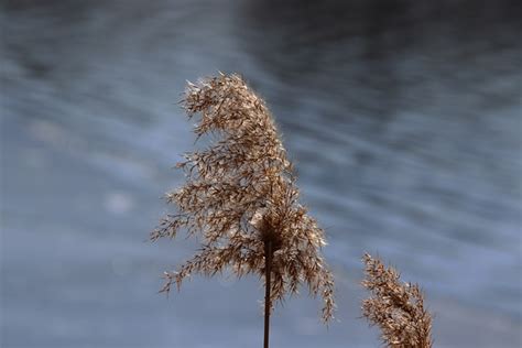 Plant Nature Reed Free Photo On Pixabay Pixabay