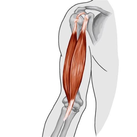 The Complete Guide To Distal Biceps Rupture Kinetic Labs Toronto