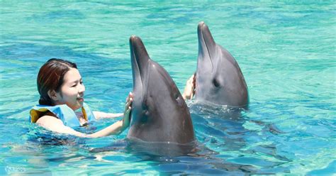 Dolphin Watching And Interaction Experience At Bali Exotic Marine Park