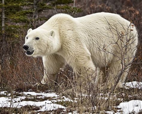 Big Polar Bear At Nanuk Skip Kask Churchill Wild Polar Bear Tours