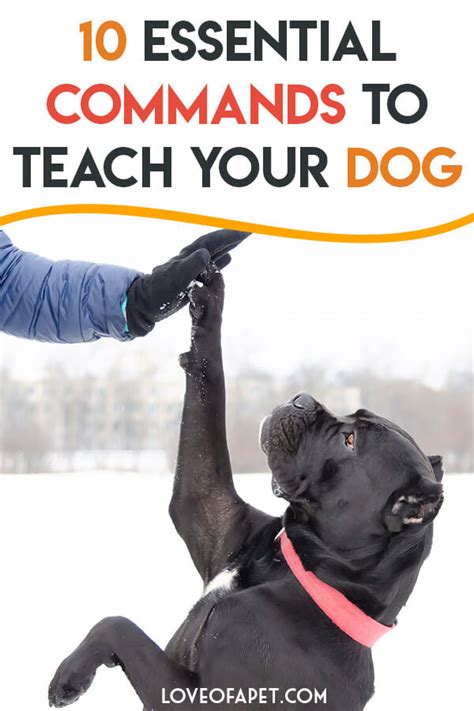 10 Essential Commands To Teach Your Dog Love Of A Pet